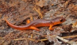 Monterey-Salamander.jpg