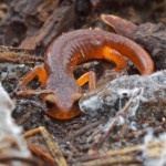 Monterey-SalamanderEnsatina-150x150.jpg